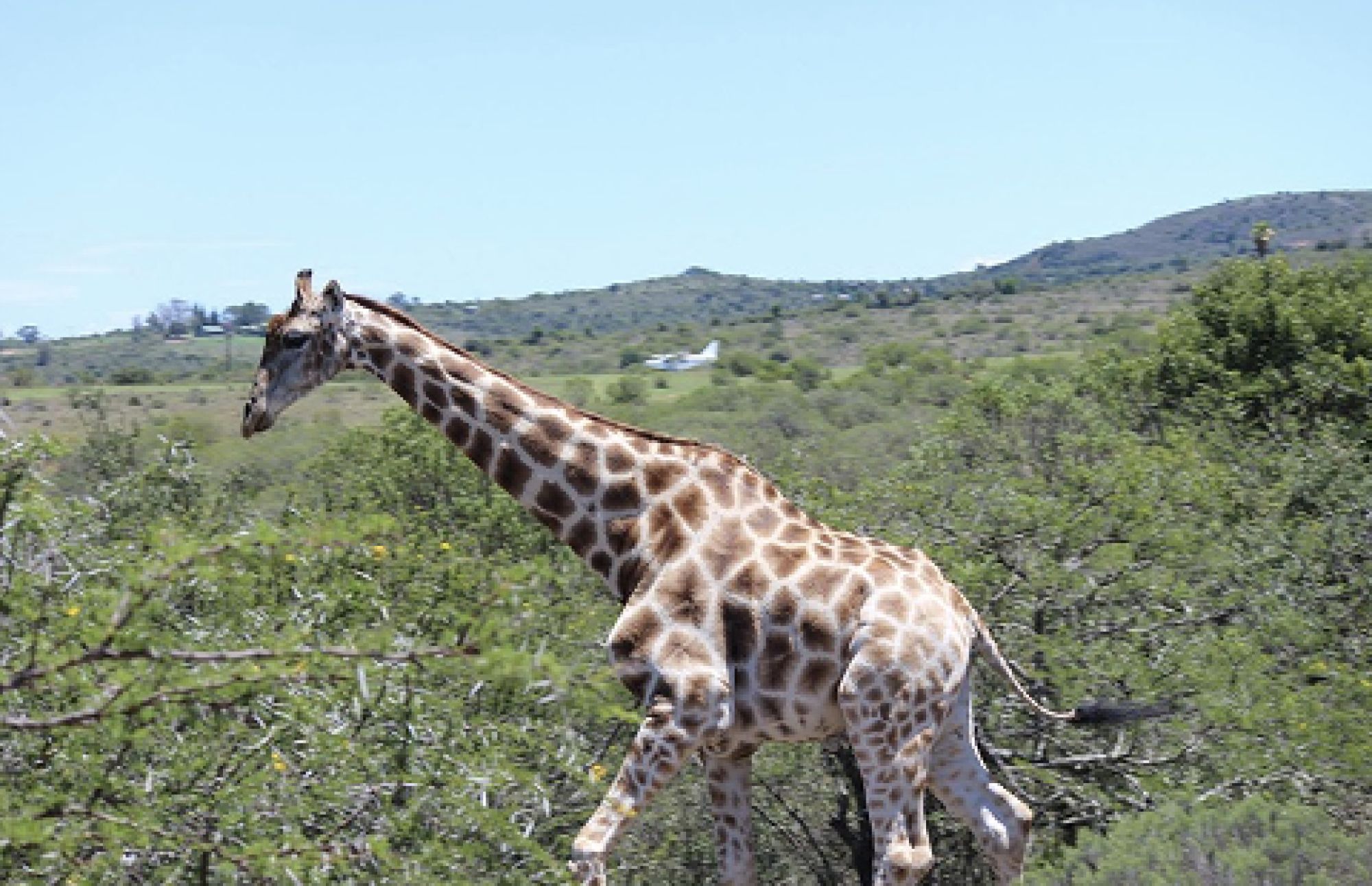 Boutique Game Farm in South Africa, Tourism/Food/Hospitality, Leisure and Entertainment