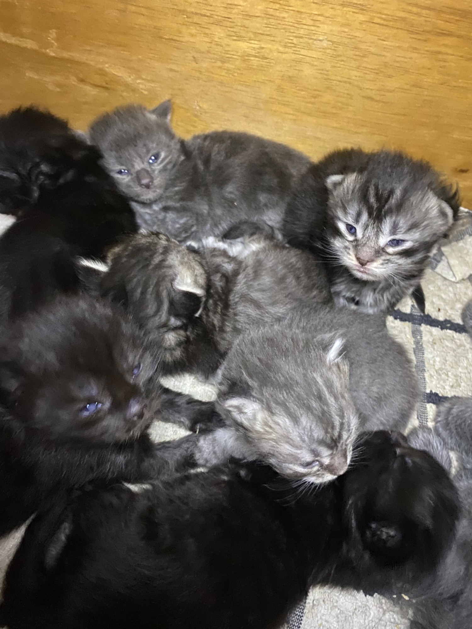 Pedigree Kittens
