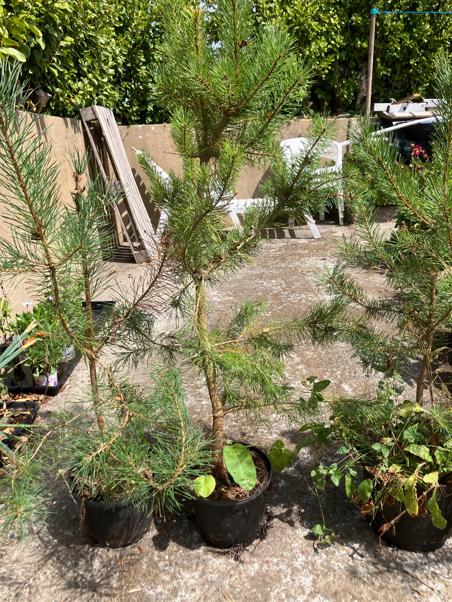 Young Pine trees