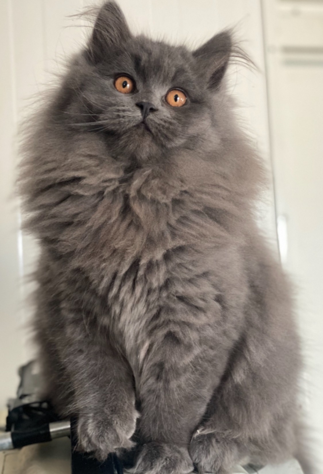 2 Beautiful loving female cats, & 1 male